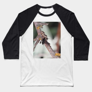 Zebra Jumper spider with prey (caddisfly) Baseball T-Shirt